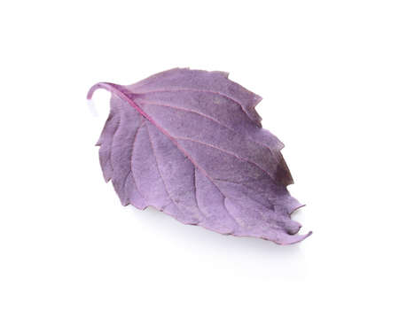 fresh basil leaf on white background