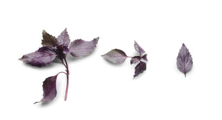 fresh basil on white backgroundの写真素材