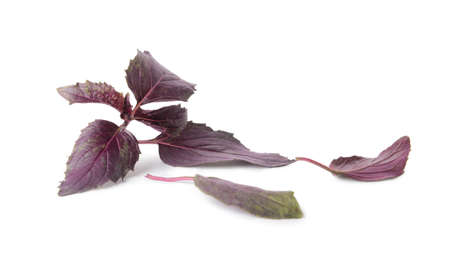 fresh basil on white backgroundの写真素材