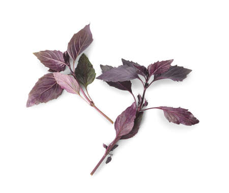 fresh basil on white backgroundの写真素材