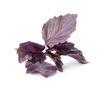 fresh basil on white backgroundの写真素材