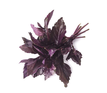 fresh basil on white backgroundの写真素材