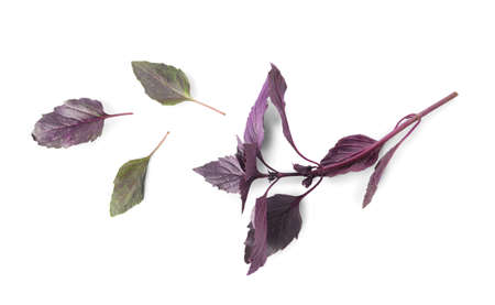 fresh basil on white backgroundの写真素材