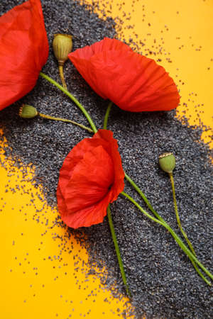 Poppy seeds and flowers on color backgroundの写真素材