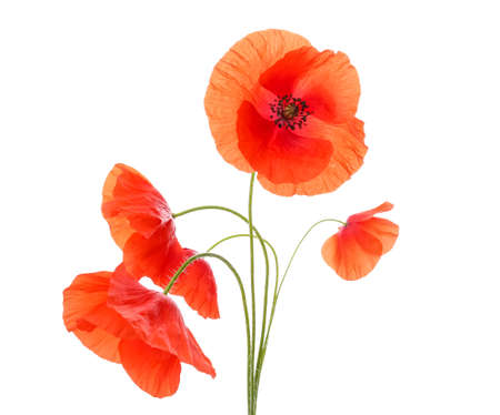 Beautiful red poppy flowers on white background