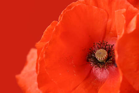 Beautiful red poppy flower on color background, closeupの写真素材