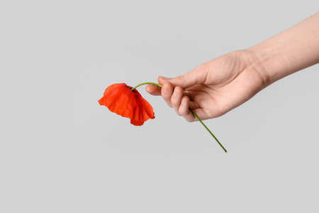 Female hand with beautiful red poppy flower on light backgroundの写真素材