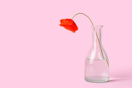 Vase with beautiful red poppy flower on color backgroundの写真素材