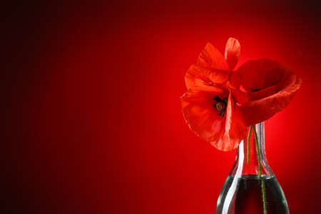 Vase with beautiful red poppy flowers on color background, closeupの写真素材