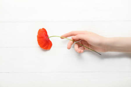 Female hand with beautiful red poppy flower on light wooden background