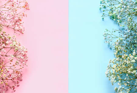 Beautiful colorful gypsophila flowers on color background, closeup