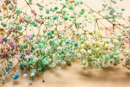 Beautiful colorful gypsophila flowers on color background, closeup