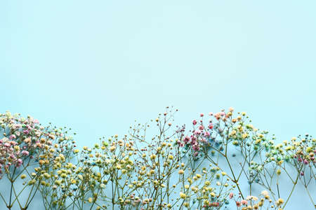 Beautiful colorful gypsophila flowers on color background, closeup