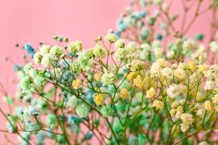 Beautiful colorful gypsophila flowers on color background, closeupの写真素材