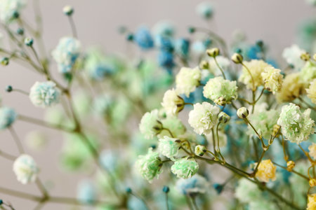 Beautiful gypsophila flowers on gray background, closeupの写真素材