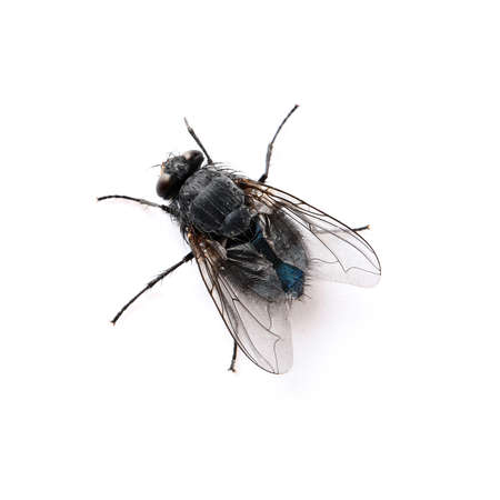 Fly isolated on white backgroundの写真素材