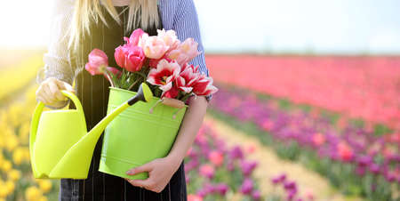 Female gardener with watering can and bucket of beautiful flowers in tulip fieldの写真素材