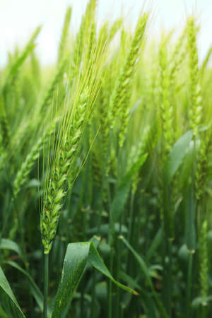 Green wheat spikelets in field, closeupの写真素材