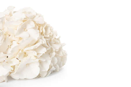 Blooming hydrangea flower on white background
