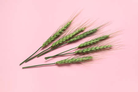 Green wheat spikelets on color backgroundの写真素材