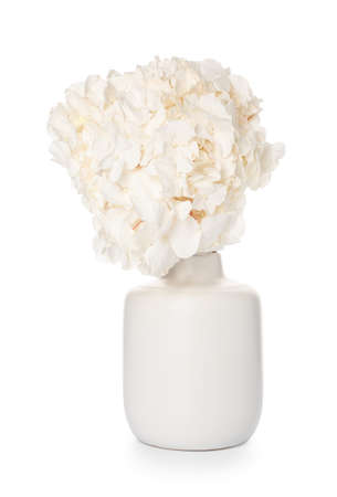 Modern vase with hydrangea flowers on white background