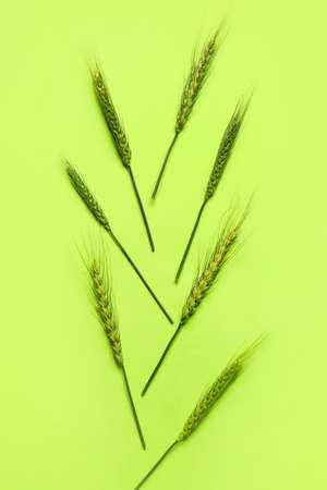 Green wheat spikelets on color backgroundの写真素材