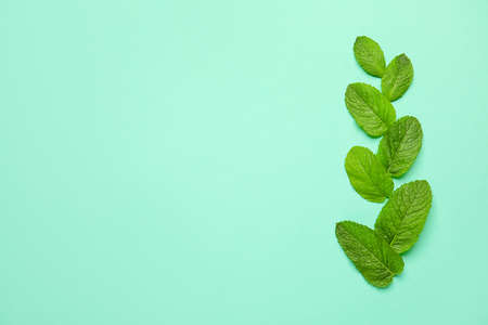 Organic mint leaves on color backgroundの写真素材
