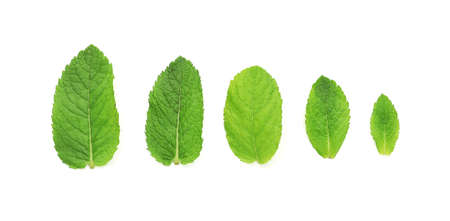 Organic mint leaves on white backgroundの写真素材