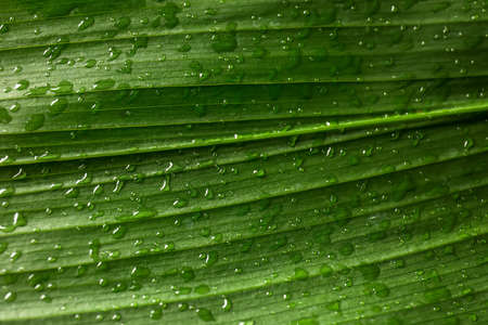 Texture of bright green leaf with water drops, closeup view