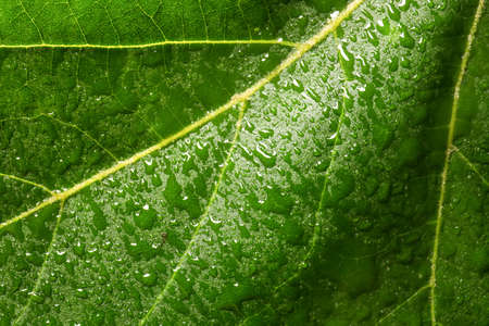 Texture of bright green leaf with water drops, closeup view