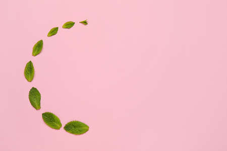 Organic mint leaves on color background