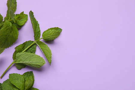 fresh mint on color backgroundの写真素材