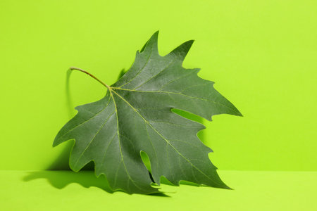 Green maple leaf on color backgroundの写真素材