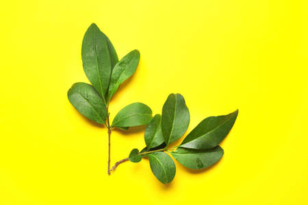 Green tropical leaves on color background