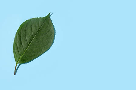 Green leaf on color background