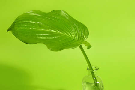 Green tropical leaf in vase on color backgroundの写真素材