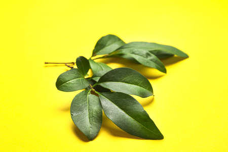 Green tropical leaves on color backgroundの写真素材