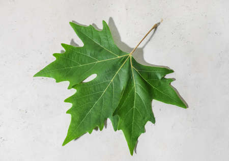 green maple leaf on light backgroundの写真素材