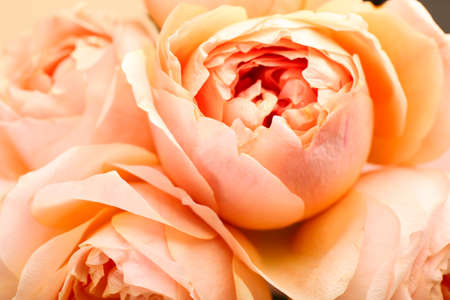 Beautiful peony roses as background, closeupの写真素材