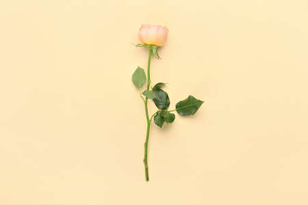 Beautiful peony rose on color backgroundの写真素材