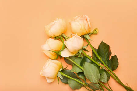 Beautiful peony roses on color background