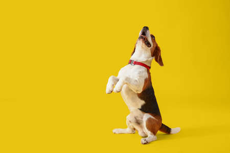 Cute Beagle dog sitting on yellow backgroundの写真素材