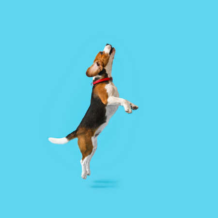 Cute Beagle dog jumping on blue backgroundの写真素材