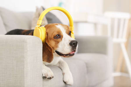 Cute Beagle dog listening to music at homeの写真素材