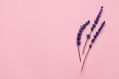 Beautiful lavender flowers on color backgroundの写真素材