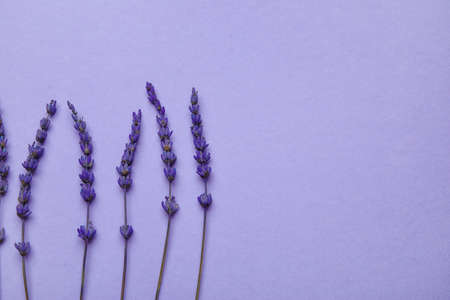 Beautiful lavender flowers on color backgroundの写真素材
