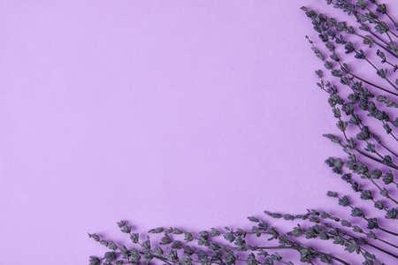 Beautiful lavender flowers on color background