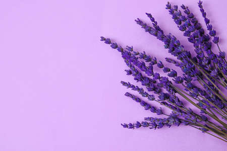 Beautiful lavender flowers on color backgroundの写真素材