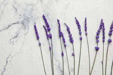 Beautiful lavender flowers on light backgroundの写真素材