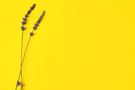 Beautiful lavender flowers on color backgroundの写真素材